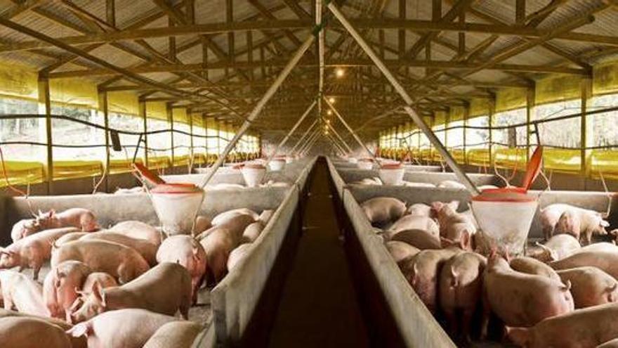 El porcino español en la senda de la nueva normalidad global