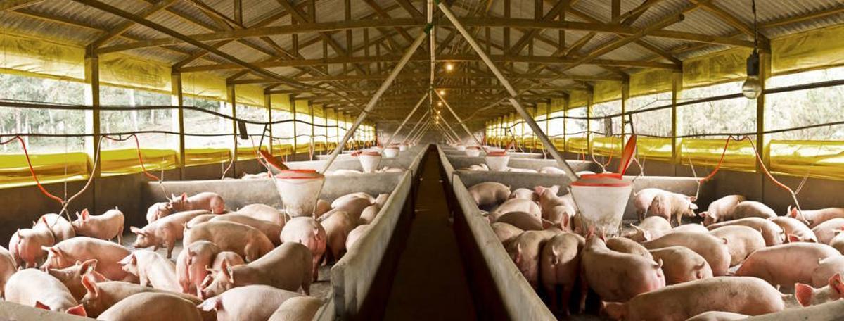 Granja porcina