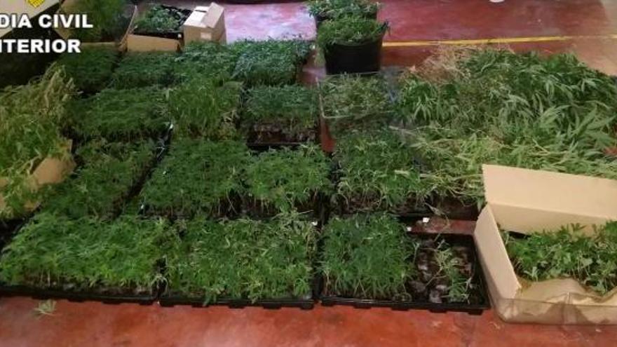 Cae una red de plantaciones de marihuana en el interior de viviendas.