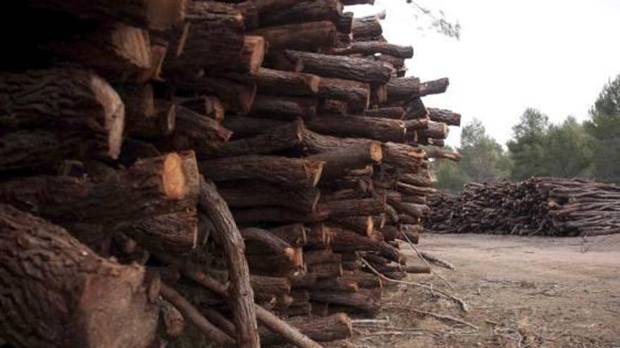 Seis colectivos ecologistas piden al Consell que detenga una tala «salvaje» en una finca de Castalla