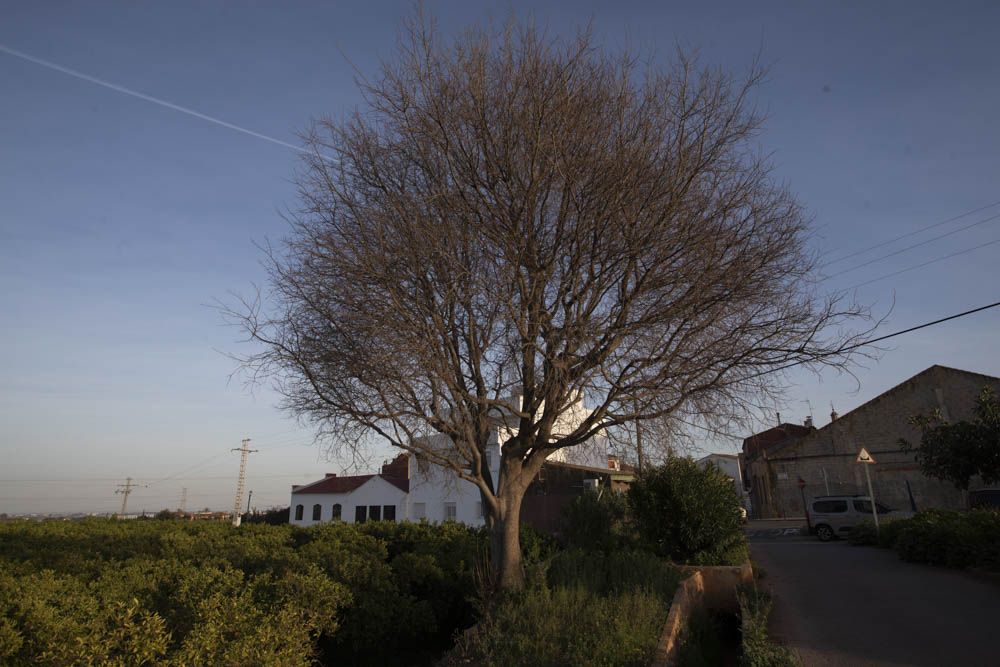 Árboles a proteger en la Vall de Segò.