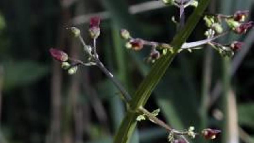 Una mariposa en una planta.