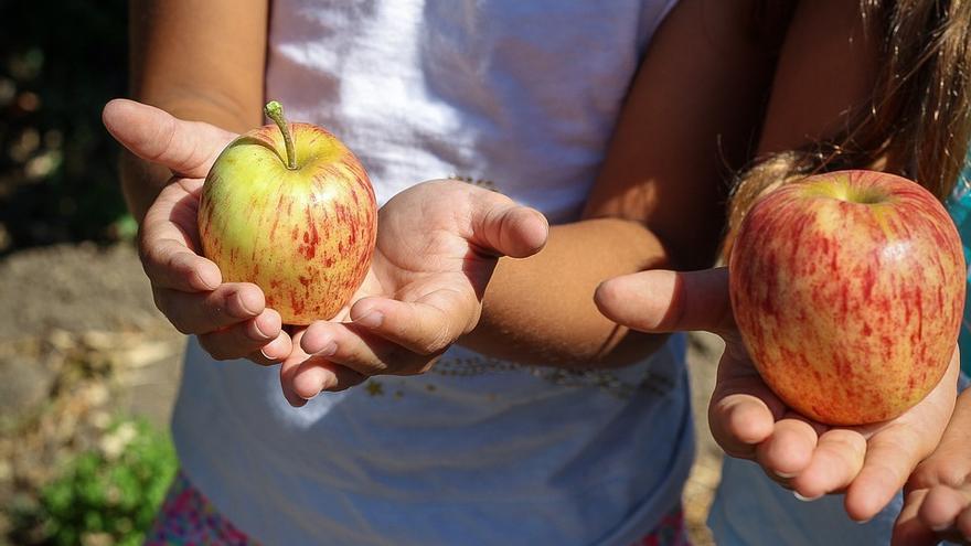 Siete almuerzos saludables para la vuelta al cole