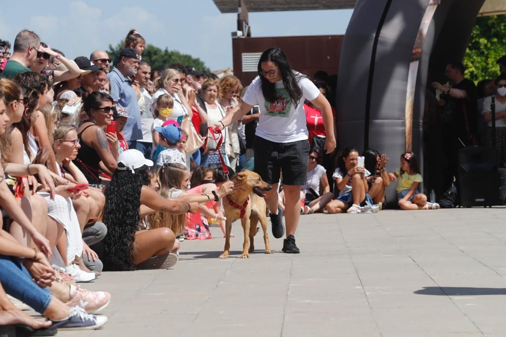 Pasarela de perros de adopción en Bioparc