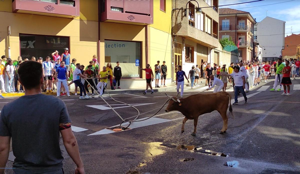 La carrera del Torito del Alba "Ganadora", de Benavente, en imágenes