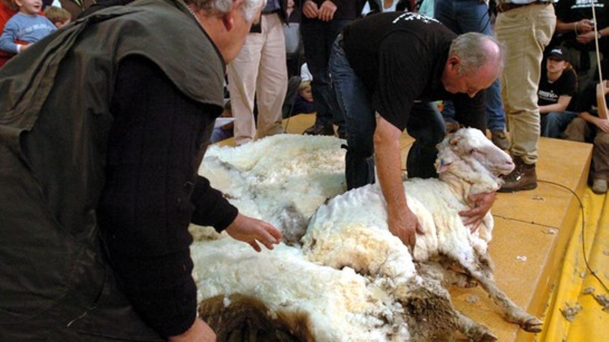 Dos hombres participan en un concurso de esquilado de ovejas merinas en Cromwell, Nueva Zelanda, en el 2004.