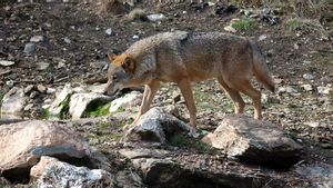 Un lobo