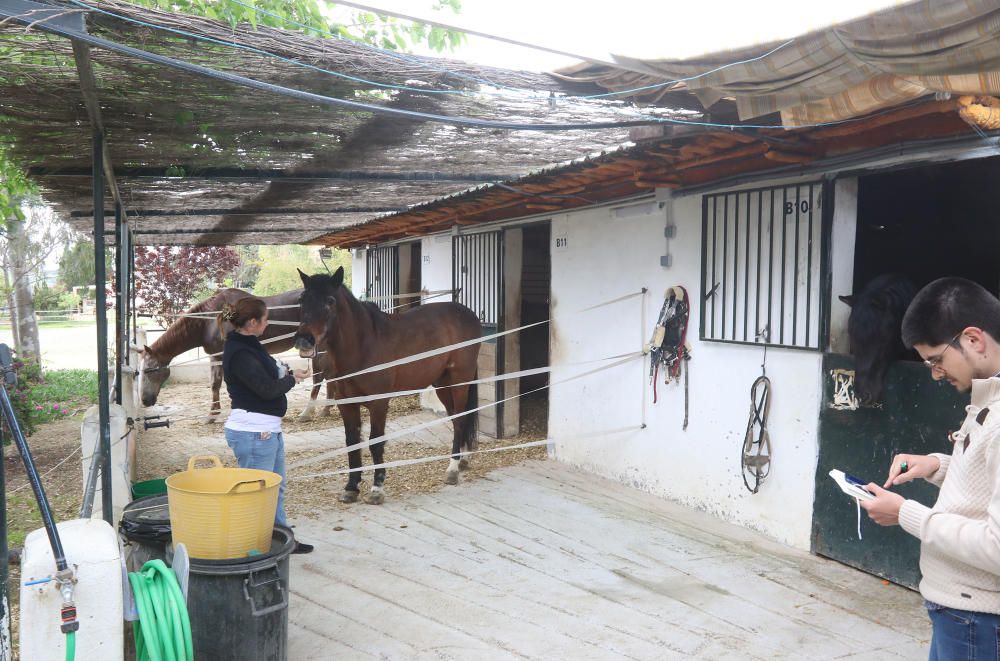 Santuario de caballos CYD Santa María en Alhaurín