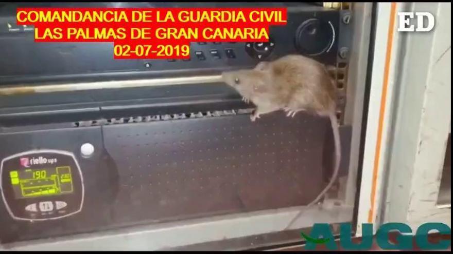 Aparece una rata en un armario de la comandancia de la Guardia Civil