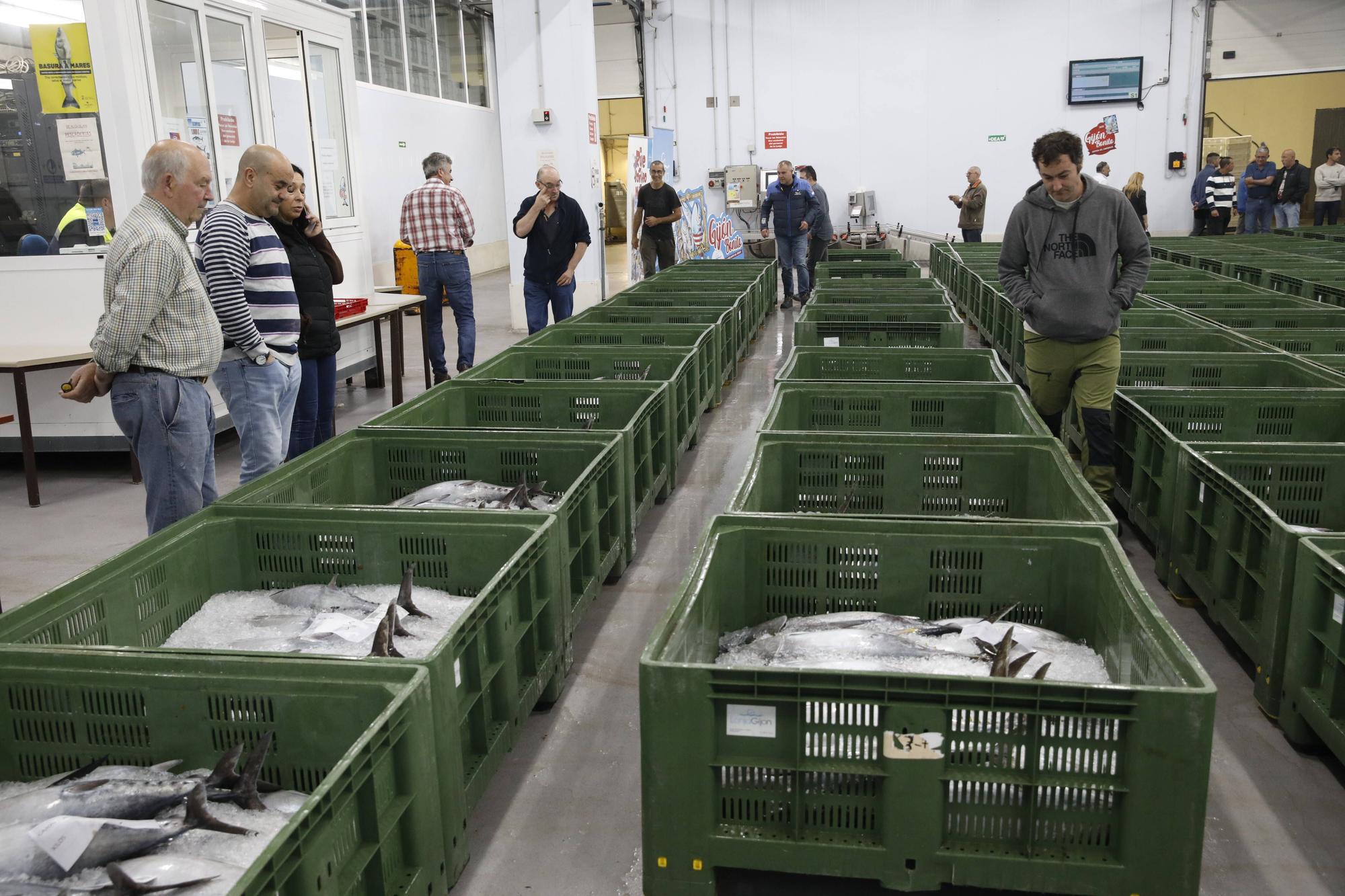 La primera descarga del bonito en la lonja de Gijón, en imágenes