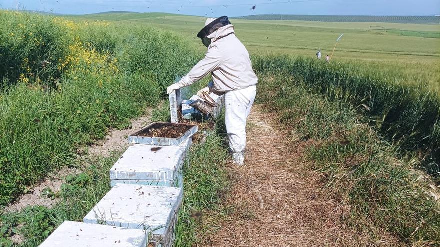 El Ministerio de Agricultura convoca ayudas para proyectos de investigación en el sector apícola