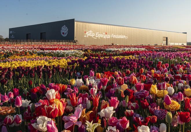 Tulip Experience Amsterdam se coronó como Mejor Joya Escondida