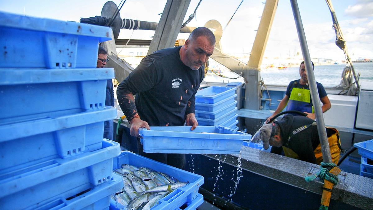 Varios marineros descargan cajas de pescado en la Lonja del Grau de Castelló en una imagen del pasado mes de diciembre.