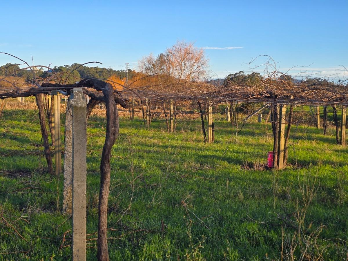 La poda del viñedo alcanza su ecuador. La poda del viñedo alcanza su ecuador.