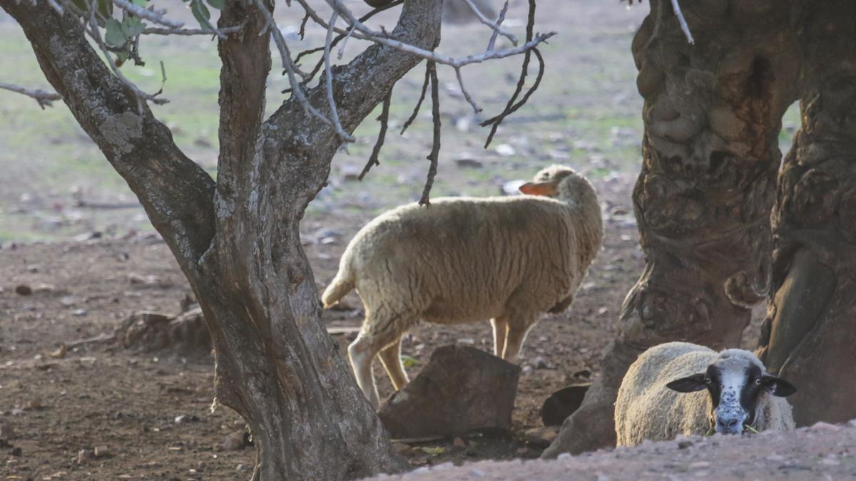 Ovejas en el Marco.