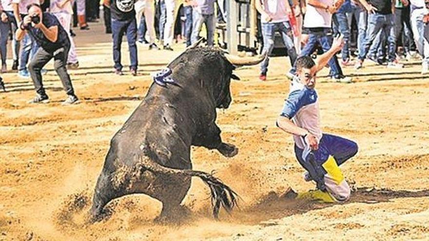 Acciones legales contra la consellera Mollà por discriminar las ganaderías de &#039;bous al carrer&#039;