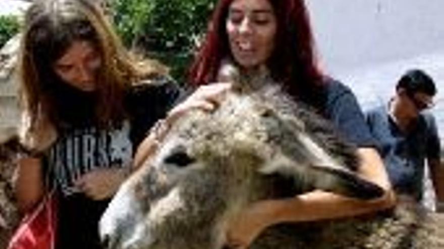 Dos de las Ketchup amadrinan a dos burros en plena sierra de Córdoba