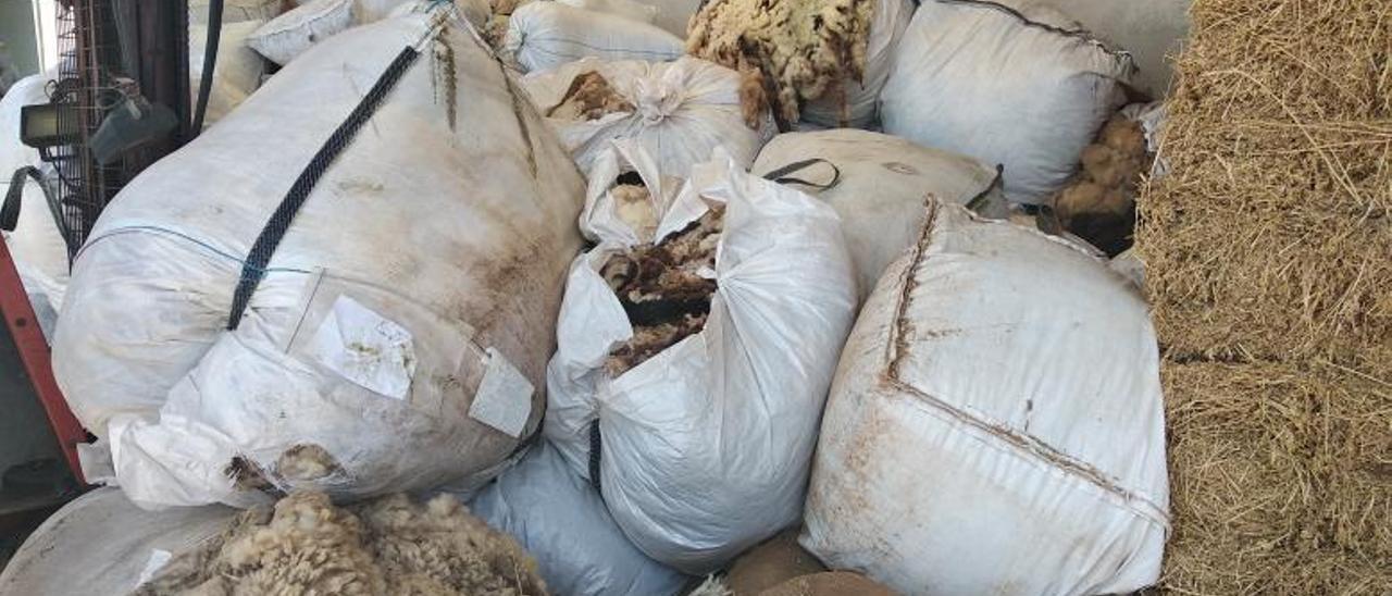El 47% de la lana que se genera en la isla no entra en el canal comercial. | MALLORCA RURAL