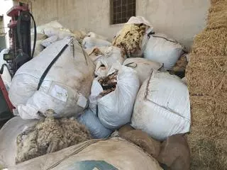 La lana de Mallorca edifica su futuro