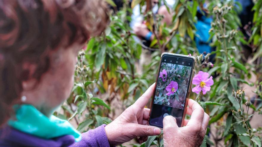 Fascinación por la flora canaria