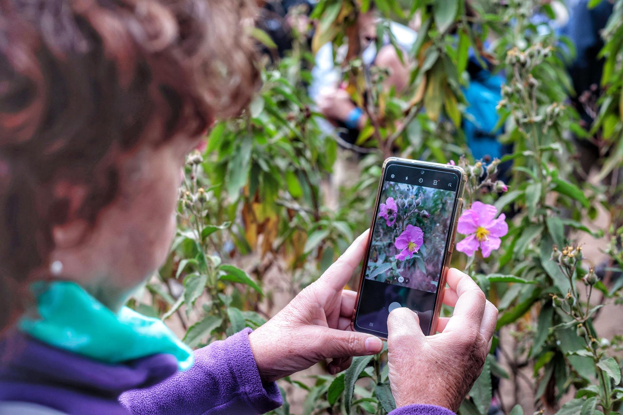 Tercera edición del Biomaratón de Flora Española, en el Parque Recreativo La Caldera, La Orotava