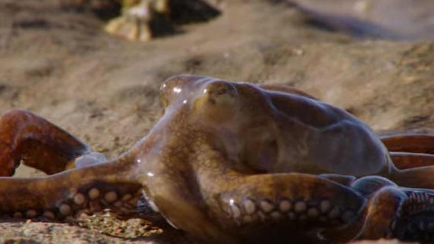 Misterio en la playa: los pulpos se van de paseo y salen del mar