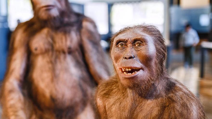 El ancestro prehumano Australopithecus.