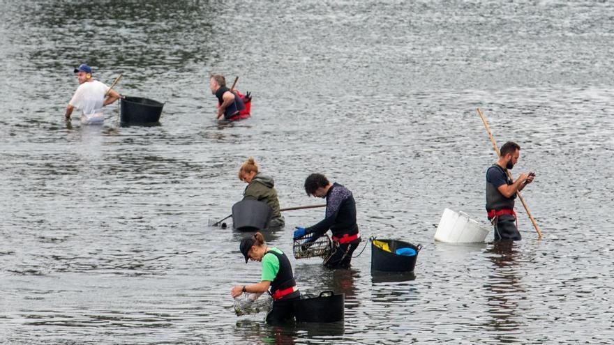 La Xunta siembra 55.000 almejas babosas en la ría de O Burgo para reforzar el marisqueo