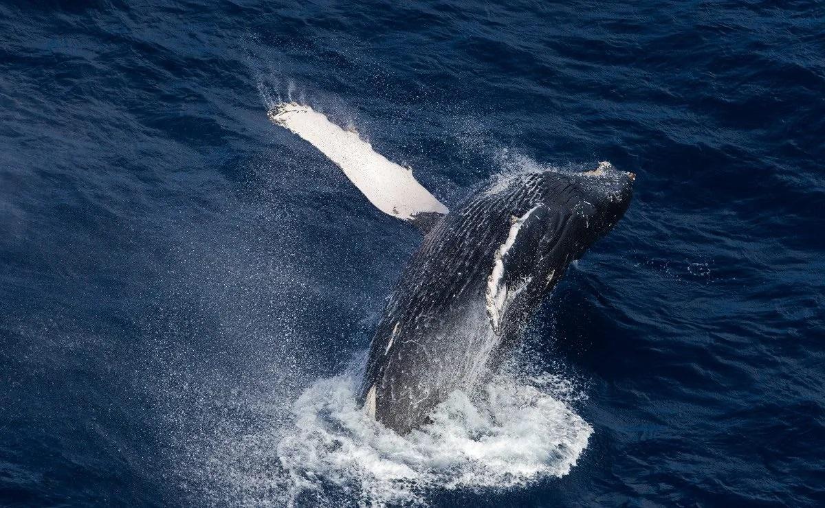 Una ballena jorobada en el mar