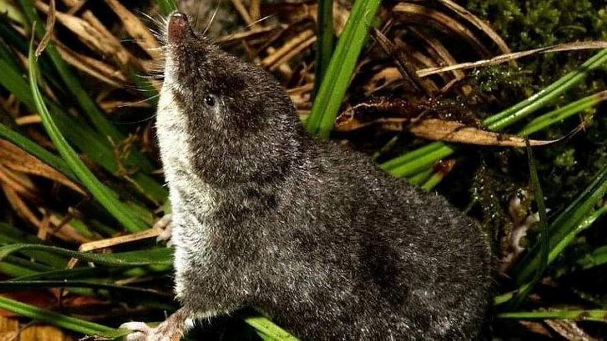 La protección de un animal semiacuático obliga a prohibir actividades de turismo activo en el río Genilla