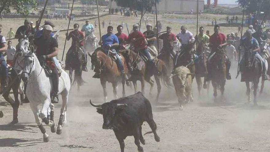 Subida de los toros en los espantes de este año en Fuentesaúco.