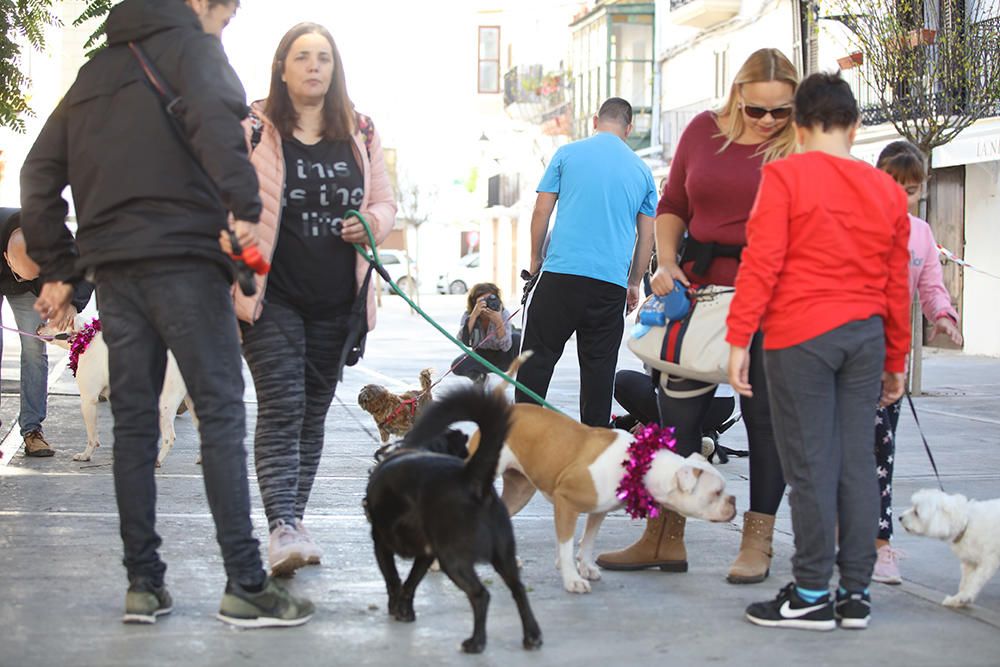 Es Mercat Vell acoge una jornada de adopción responsable promovida por el Centro de Protección Animal de sa Coma.