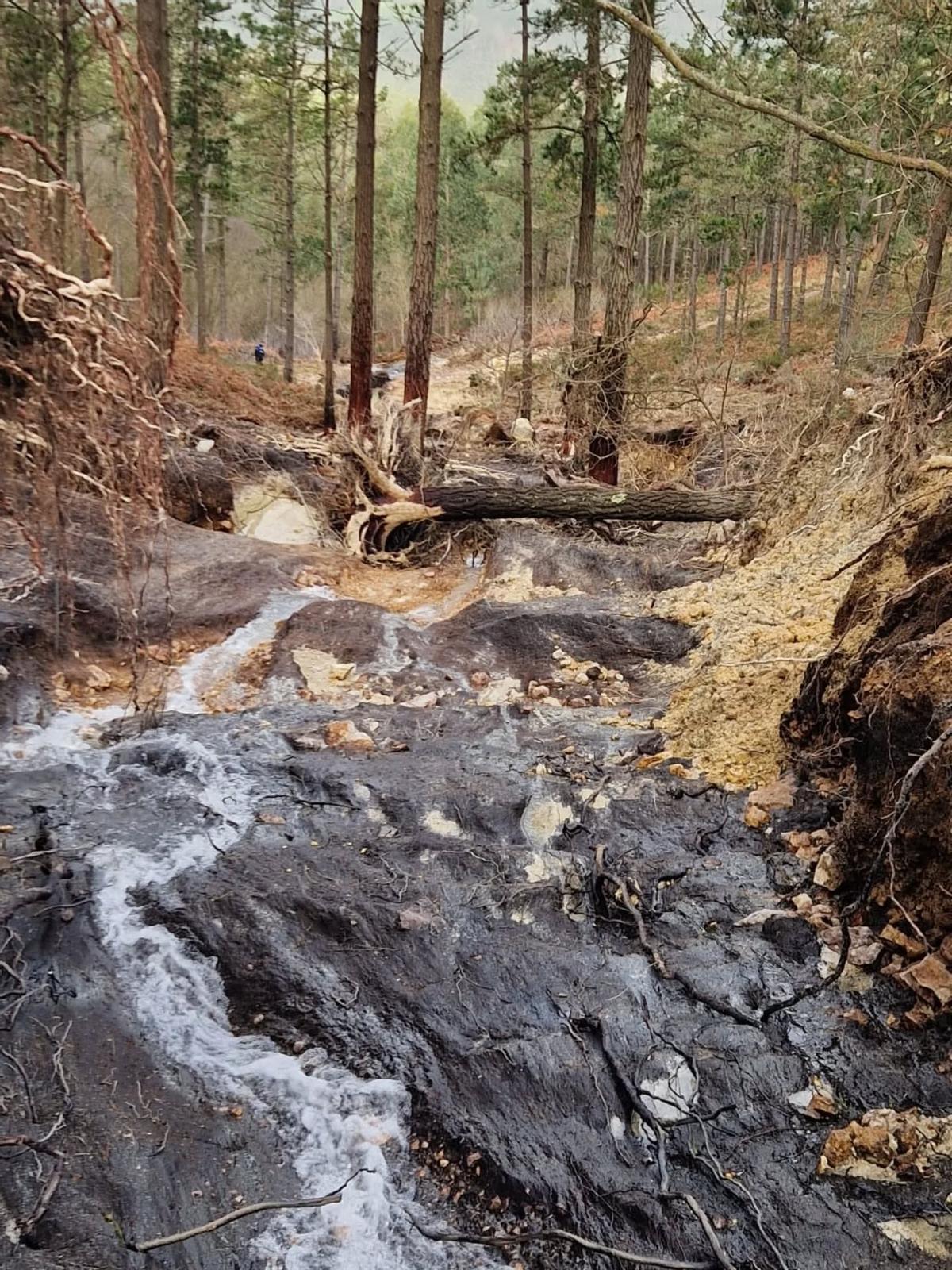 La escorrentía se llevó por delante varios árboles ladera abajo.