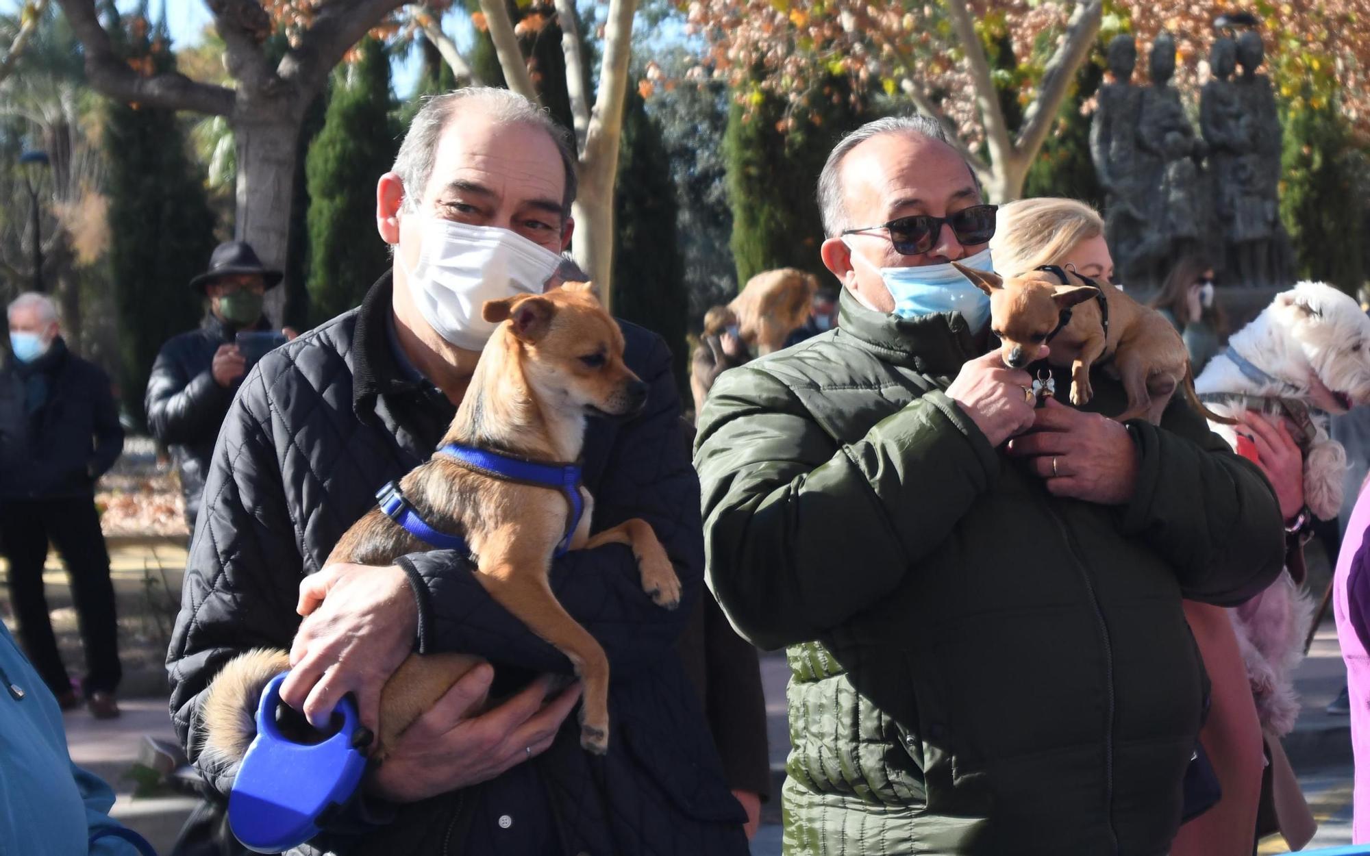 Las mascotas reciben su bendición por San Antón en Murcia (II)