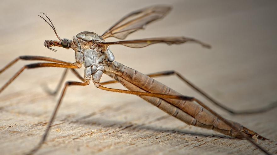 Toda la verdad sobre los mosquitos de patas largas: asustan pero no pican