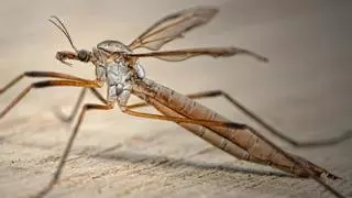 Toda la verdad sobre los mosquitos de patas largas: asustan pero no pican
