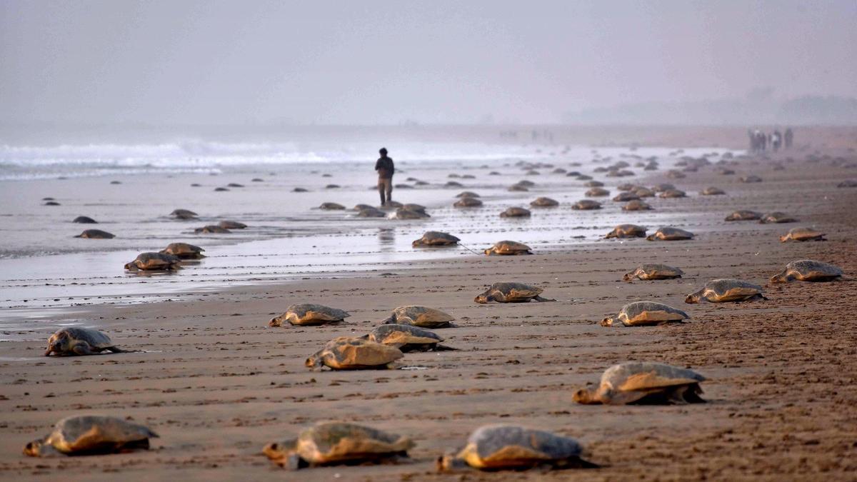 Miles de tortugas marinas , en la arena de la playa india de Rushikulya, este jueves, tras desovar.
