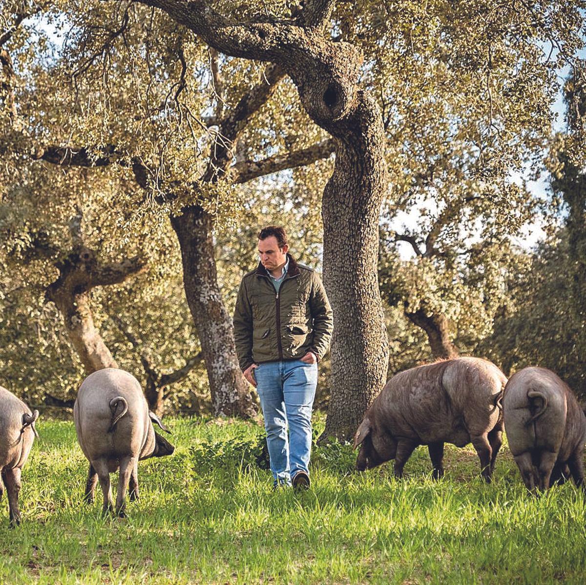 Explotación ganadera de porcino ibérico en la dehesa de Los Pedroches.