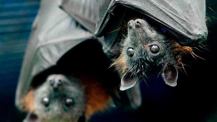 Aprende a construir refugios para murciélagos en las Jornadas del Riu Millars