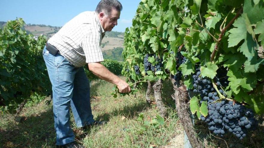 El bodeguero Antón Chicote prepara sus viñas para la vendimia.