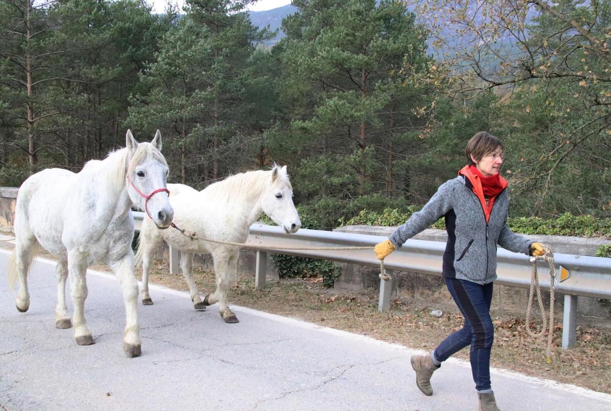 Rosa Galindo, presidenta de la Fundació Miranda, acompanya dos cavalls blancs