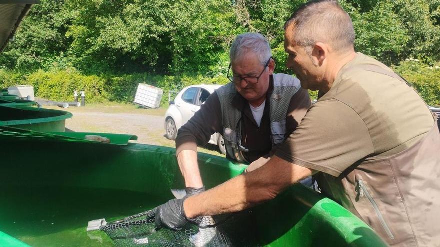 VÍDEO: El presidente de Las Mestas explica cómo ha sido la extracción y traslado del campanu del Narcea