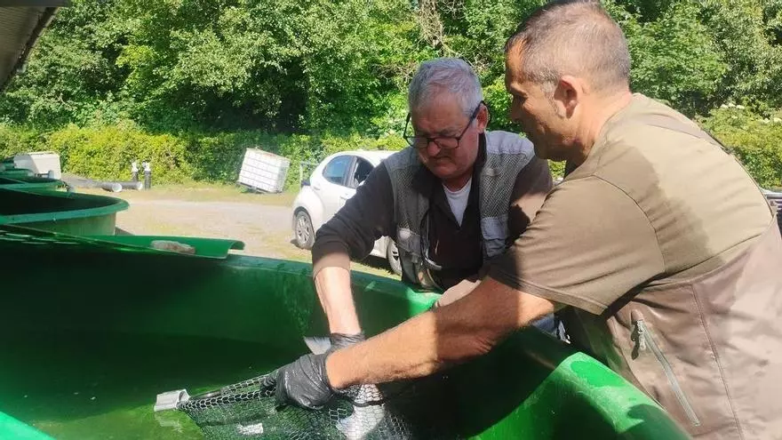 VÍDEO: El presidente de Las Mestas explica cómo ha sido la extracción y traslado del campanu del Narcea