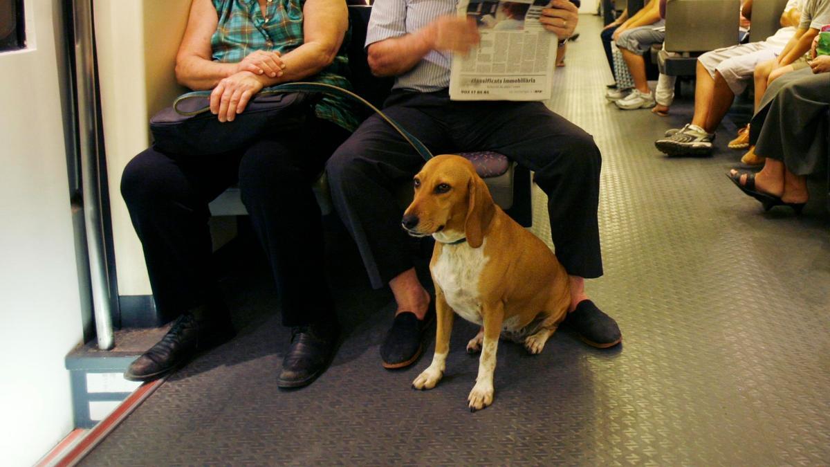Un perro sentado en un rellano de un vagón de tren.
