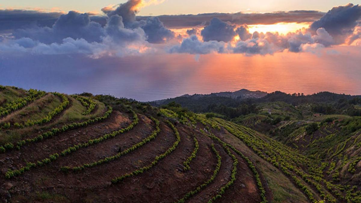Imagen de los cultivos heroicos que prosperan sobre el mar de nubes de la vertiente noroeste de La Palma. | | LP/DLP