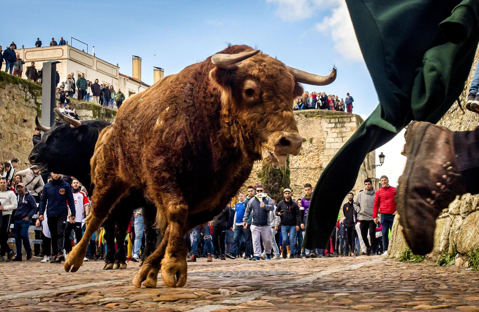 GALERÍA: Cinco heridos durante el encierro de Orive en el Carnaval del Toro de Ciudad Rodrigo