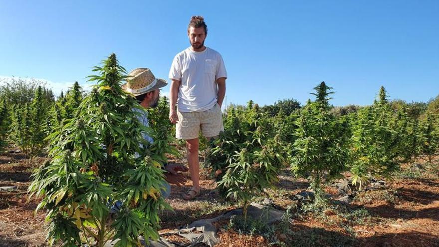 Visita a la plantación de cáñamo en Binissalem.