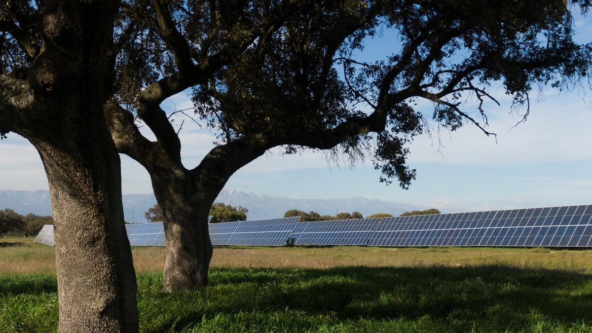 Encinas en las instalaciones de Talayuela Solar.