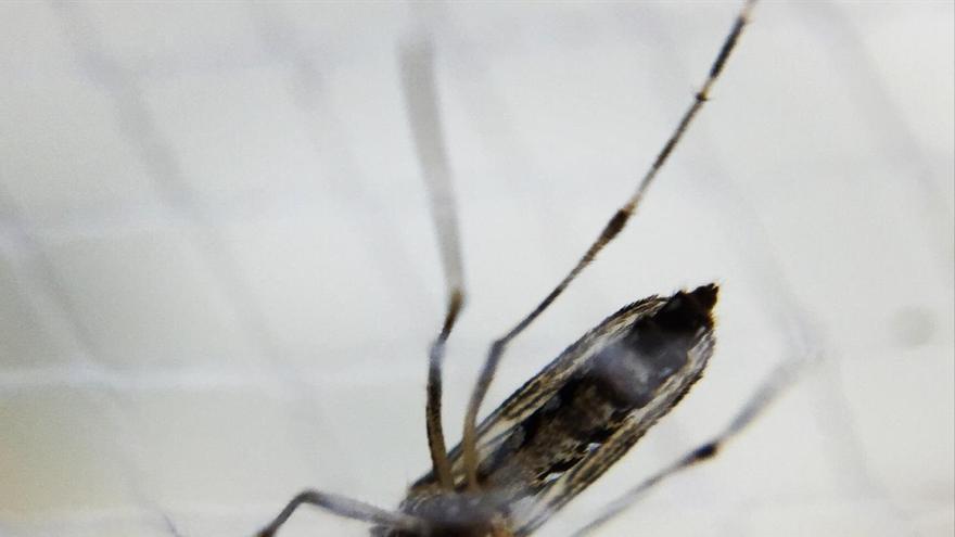 Investigadores de la UMA advierten del aumento de mosquitos vectores del dengue