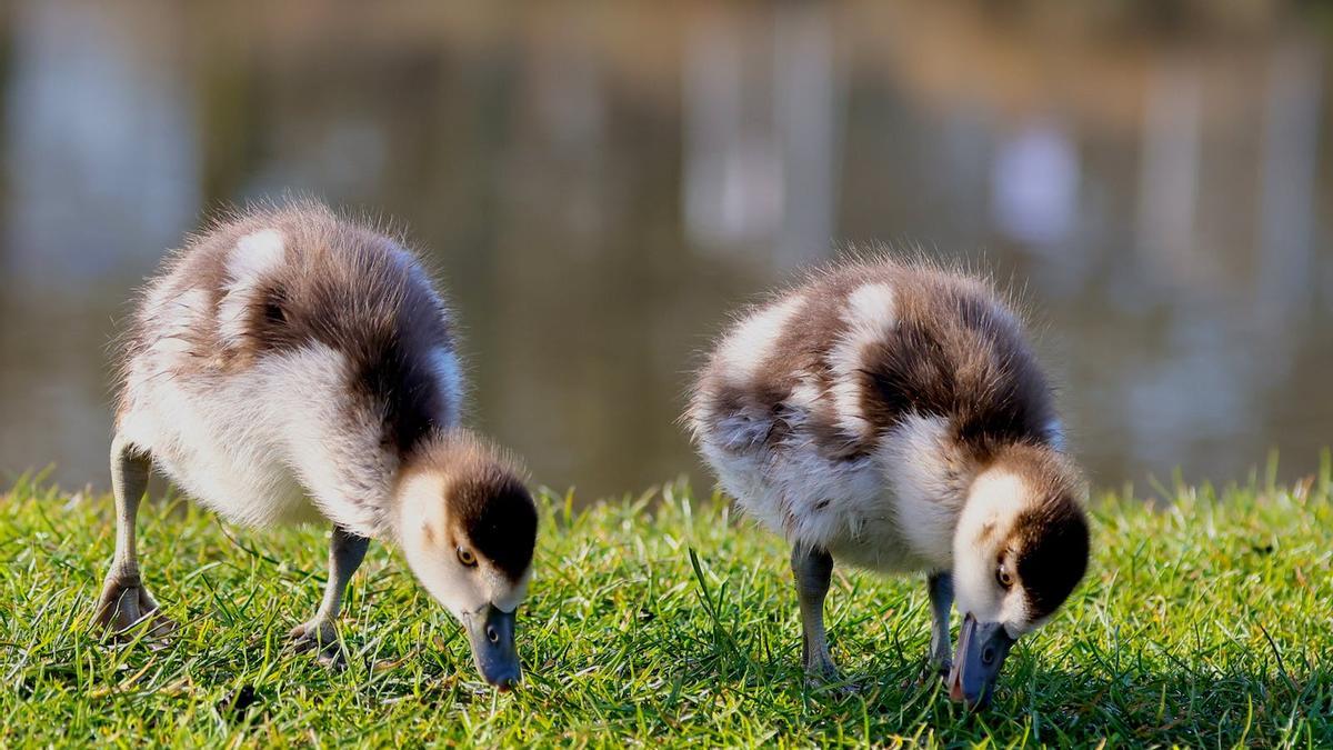 La gripe aviar saltó de las aves acuáticas y ya está en mamíferos